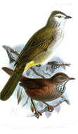 Image of Friendly Bush Warbler