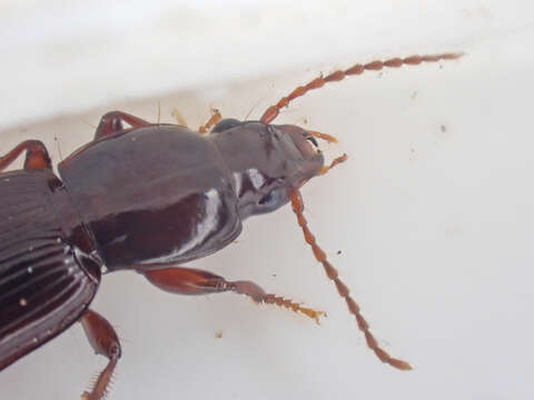 Image of Pterostichus (Leptoferonia) marinensis Hacker 1968