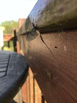 Image of British Green Drake