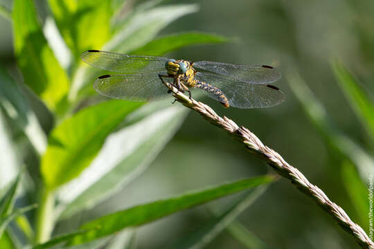 Imagem de Onychogomphus forcipatus (Linnaeus 1758)