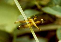 Image de <i>Neurothemis stigmatizans bramina</i> Guerin 1830