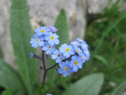 Image of Alpine forget-me-not