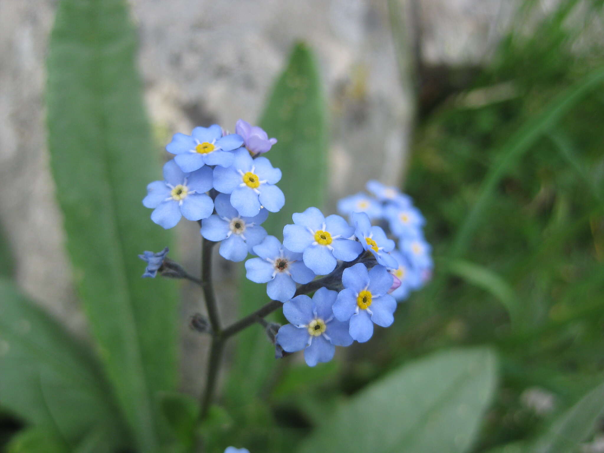 Image of Alpine forget-me-not