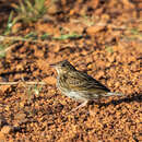 Image of Short-tailed Pipit