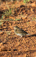 Image of Short-tailed Pipit