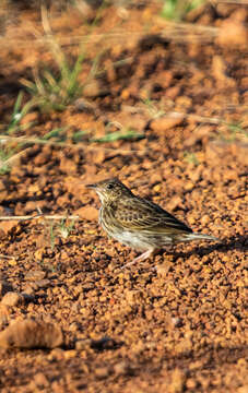 Image de Pipit à queue courte