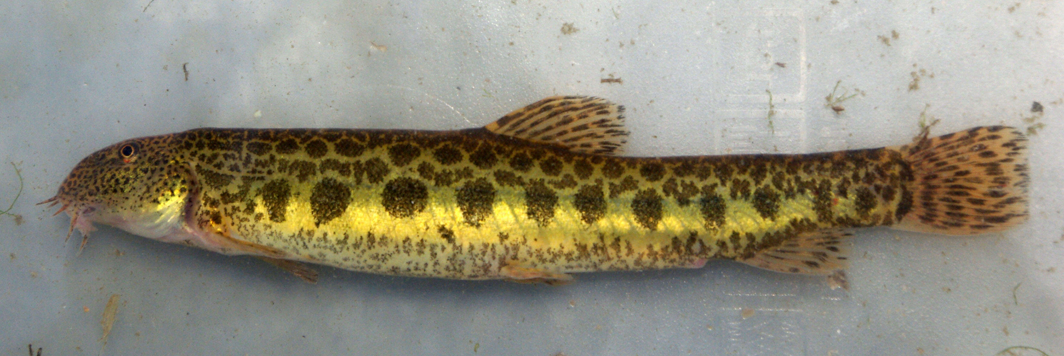 Image of Alagon spined loach