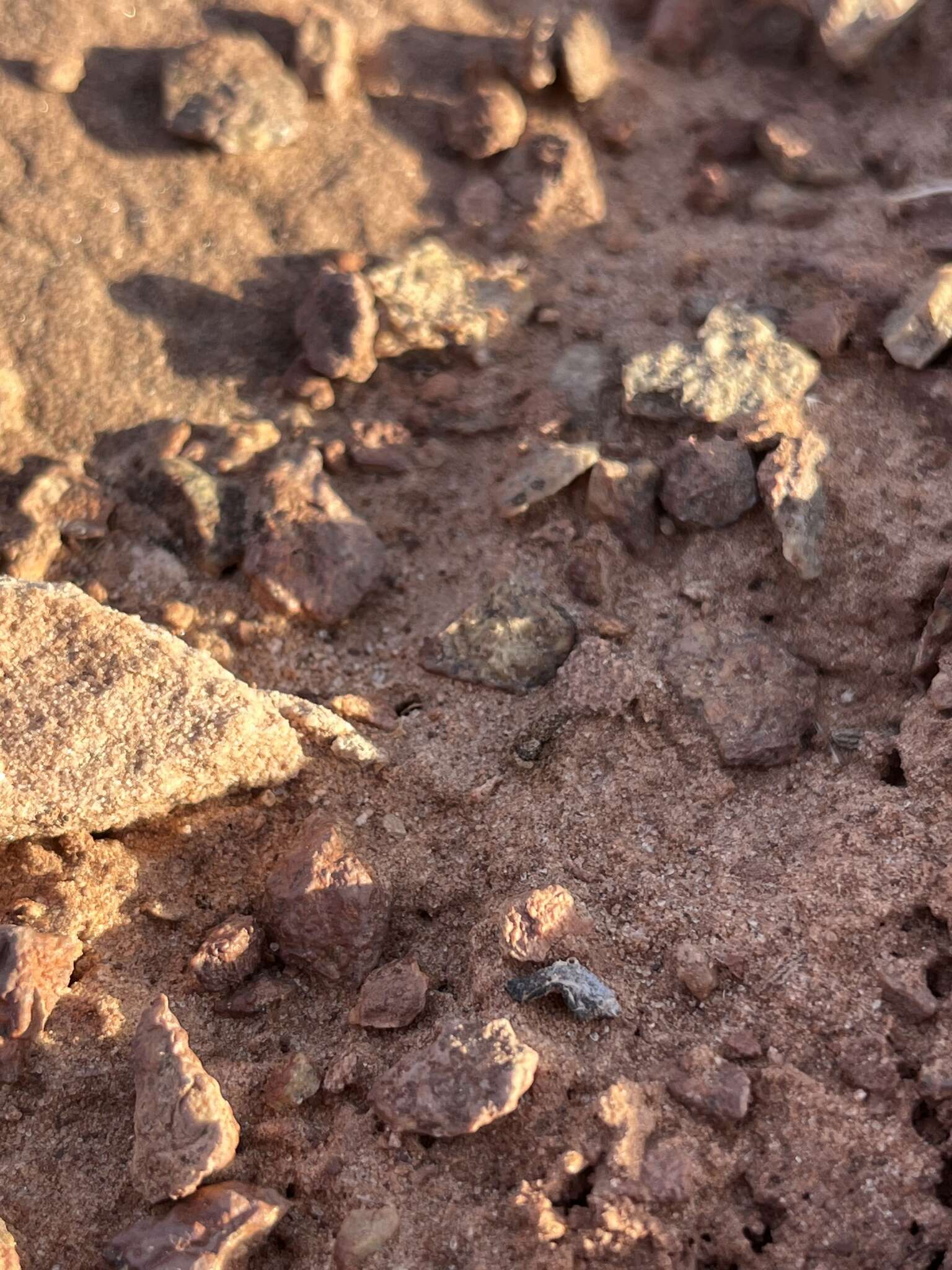 Image of Platycryptus arizonensis (Barnes 1958)