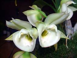 Image of Catasetum pileatum Rchb. fil.