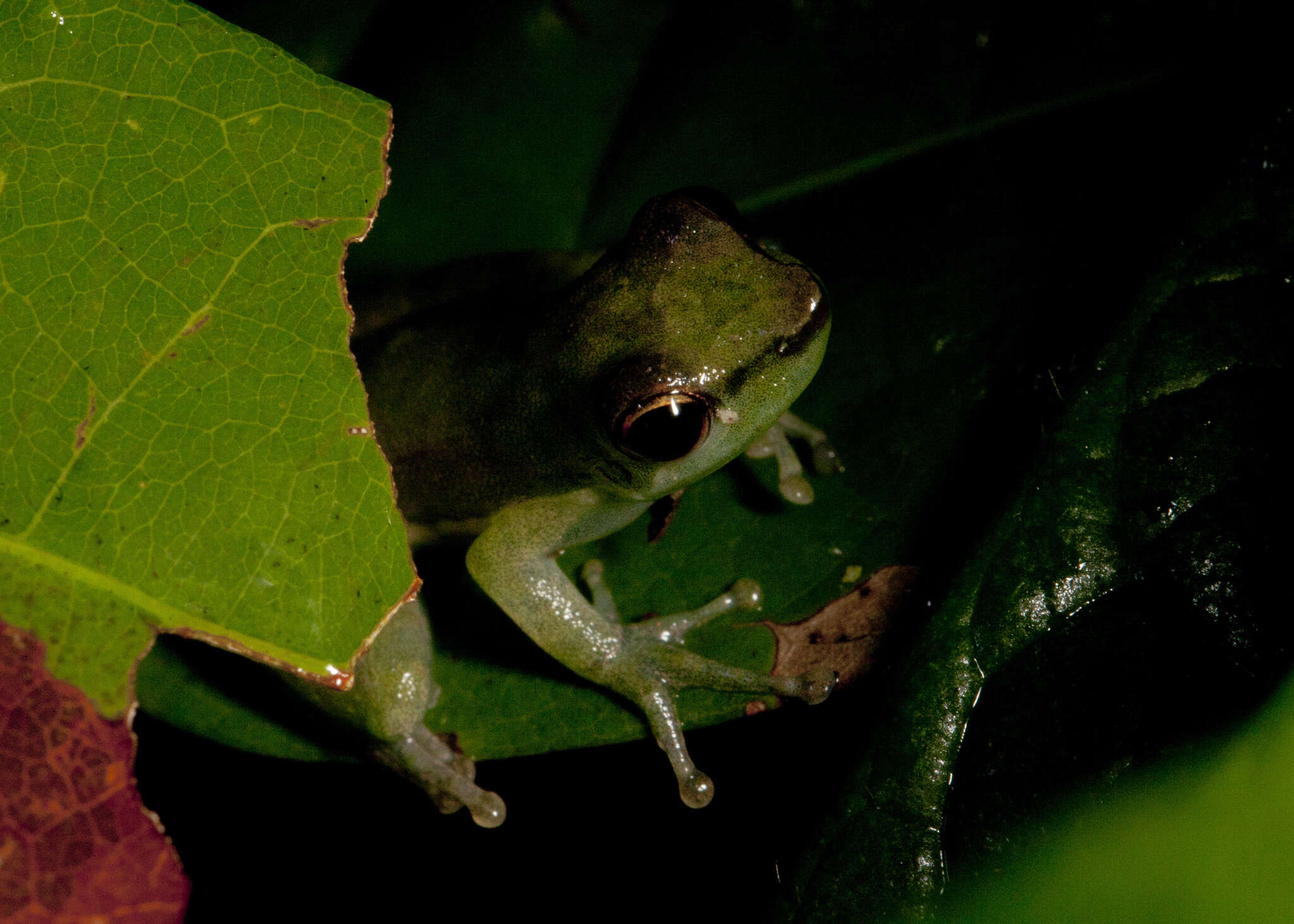 Image of Scarthyla goinorum (Bokermann 1962)