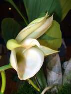 Image of catasetum