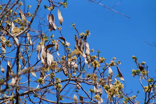 Image of Hesperalbizia