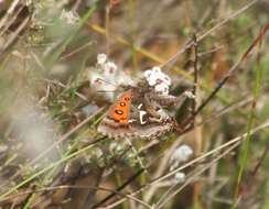 Image of Phasis thero (Linnaeus 1764)