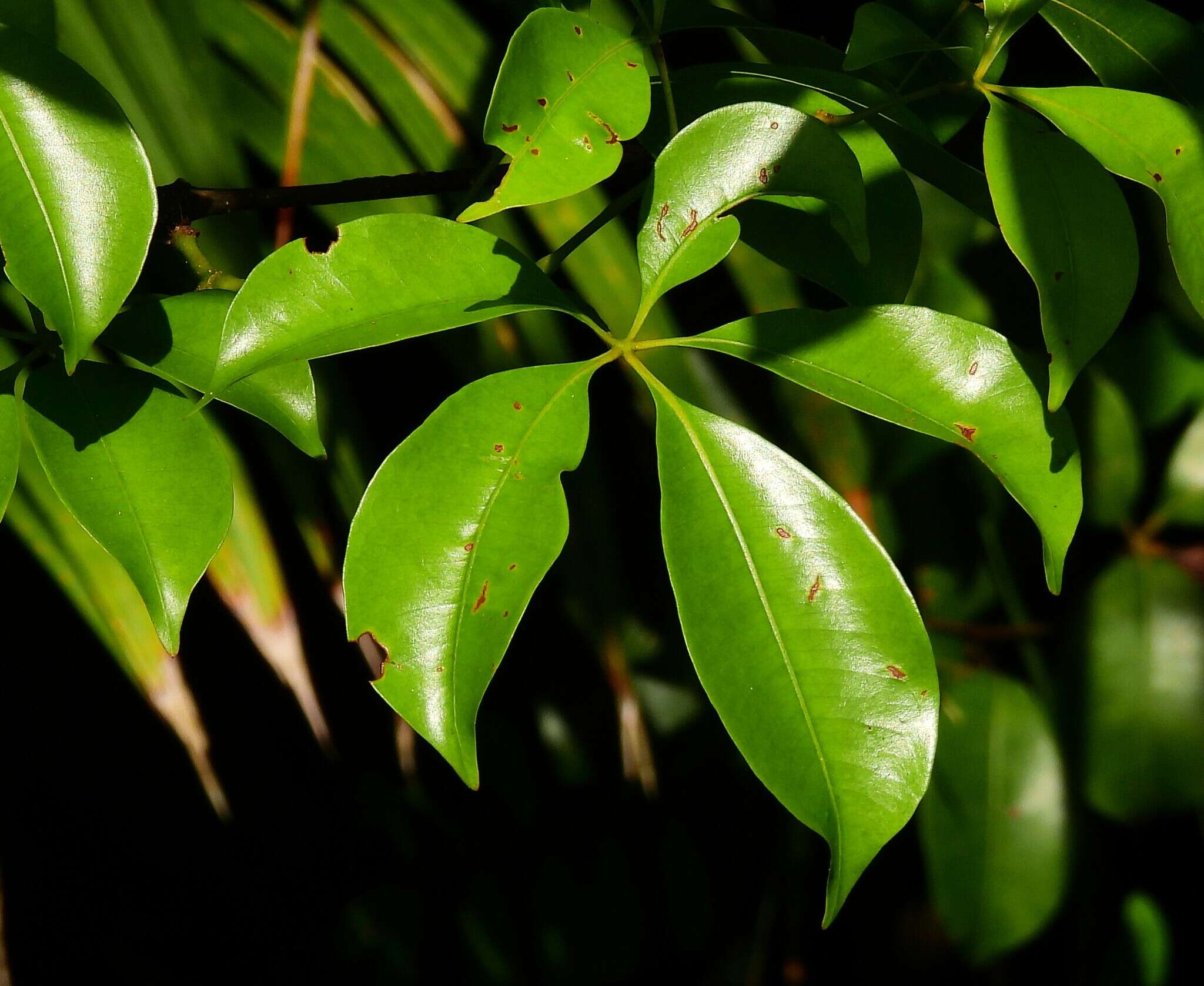 Image of Nothocissus penninervis (F. Müll.) Latiff