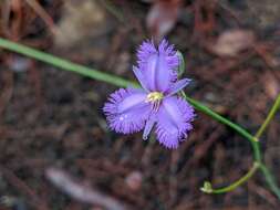 Image of Thysanotus banksii R. Br.