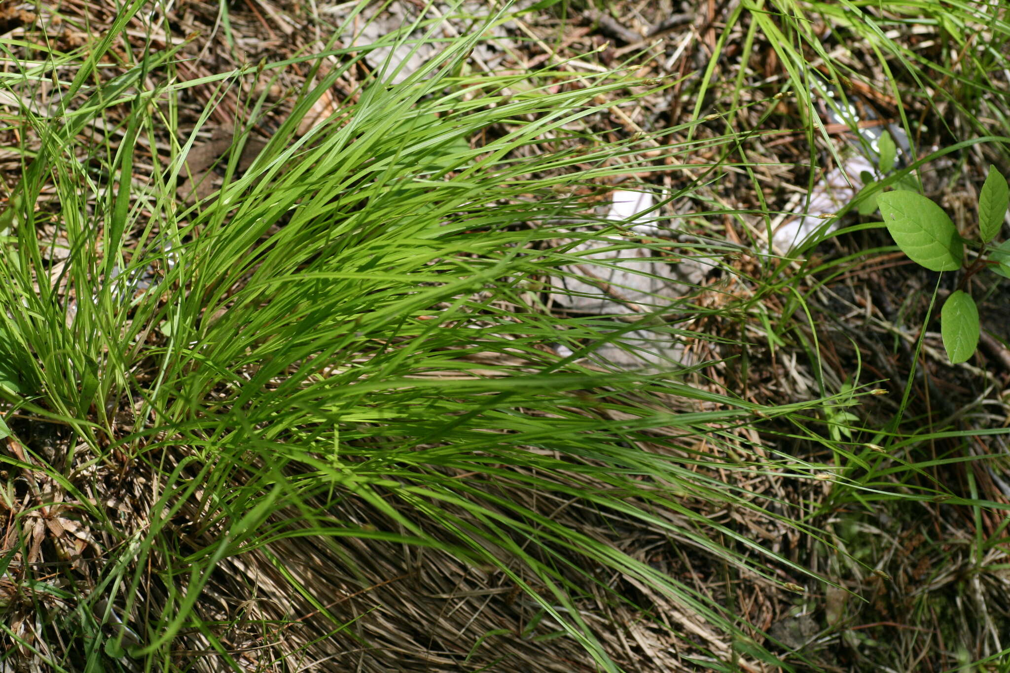 Plancia ëd Trichophorum planifolium (Spreng.) Palla