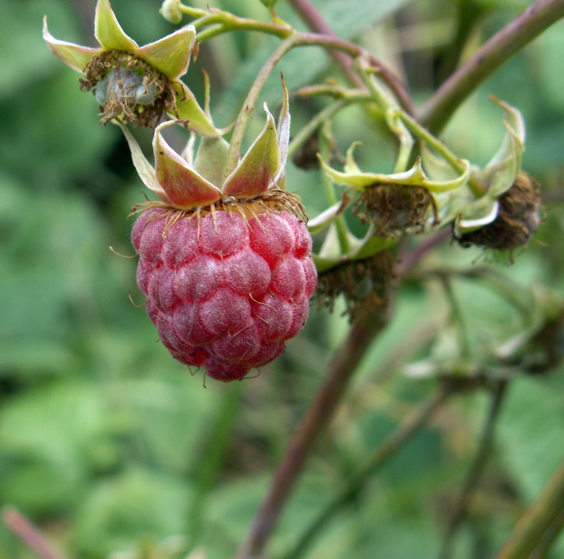 Image of Raspberry