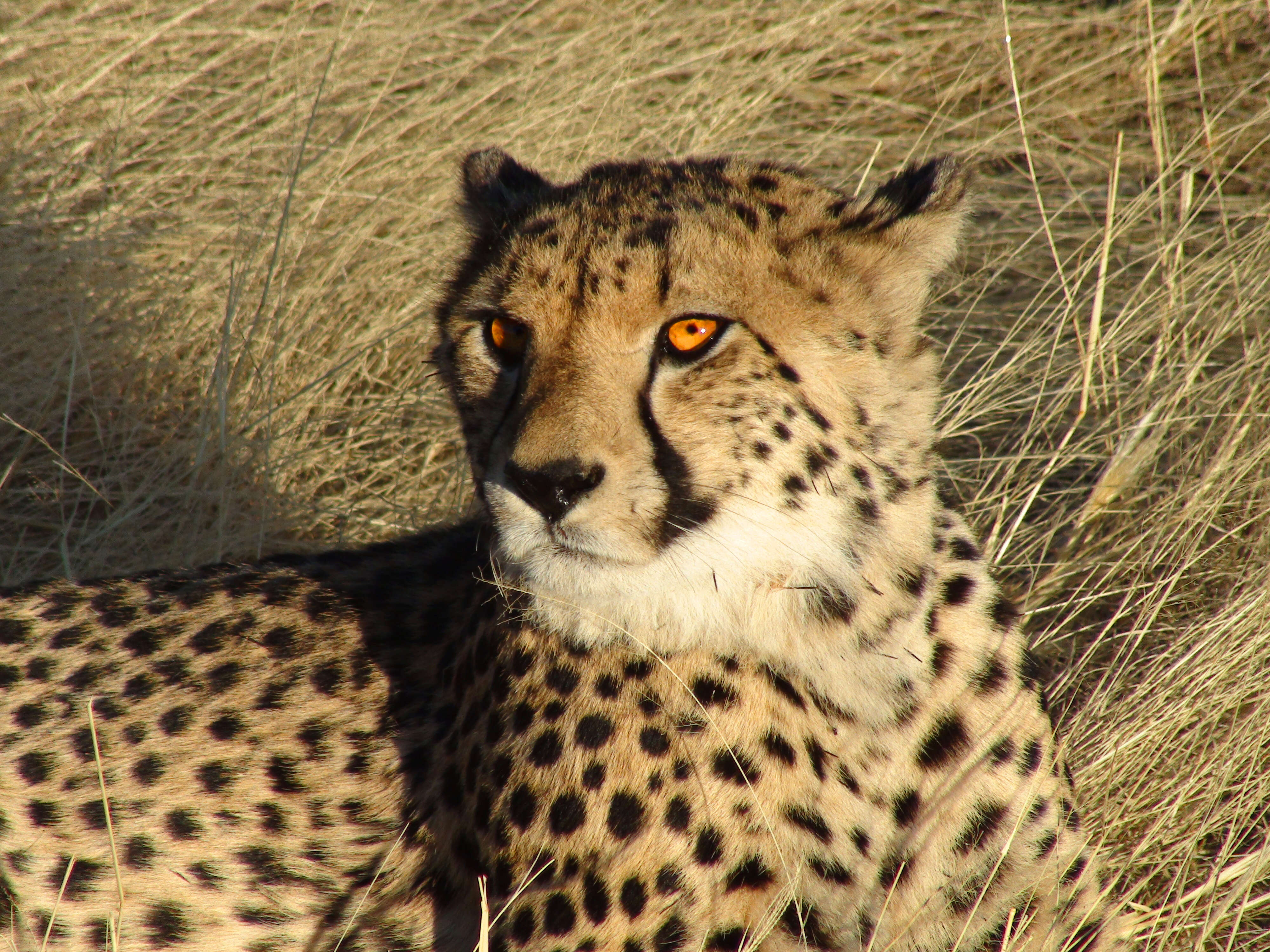 Image of Namibian cheetah