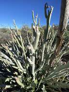 Image of Euphorbia lomelii V. W. Steinm.