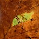 صورة Stigmella tityrella (Stainton 1854) Hering 1957