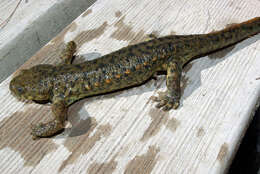 Image of Sharp-ribbed Salamander