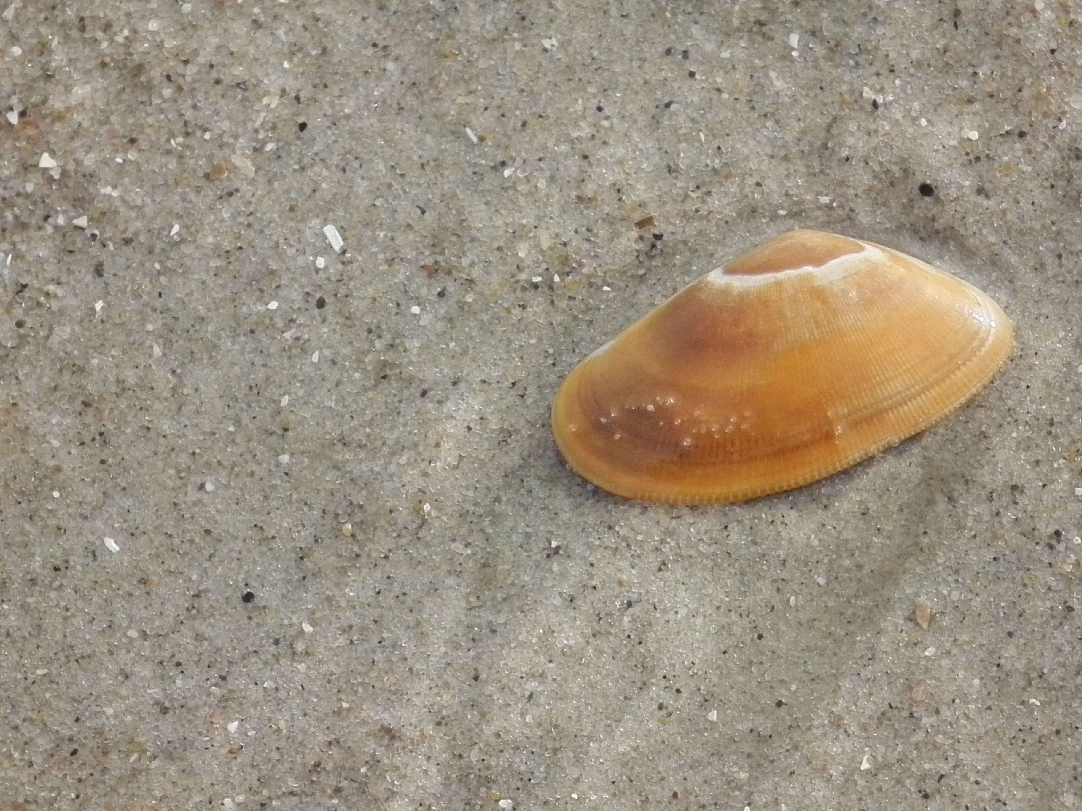 Image of Banded wedge shell