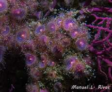 Image of Jewel anemone