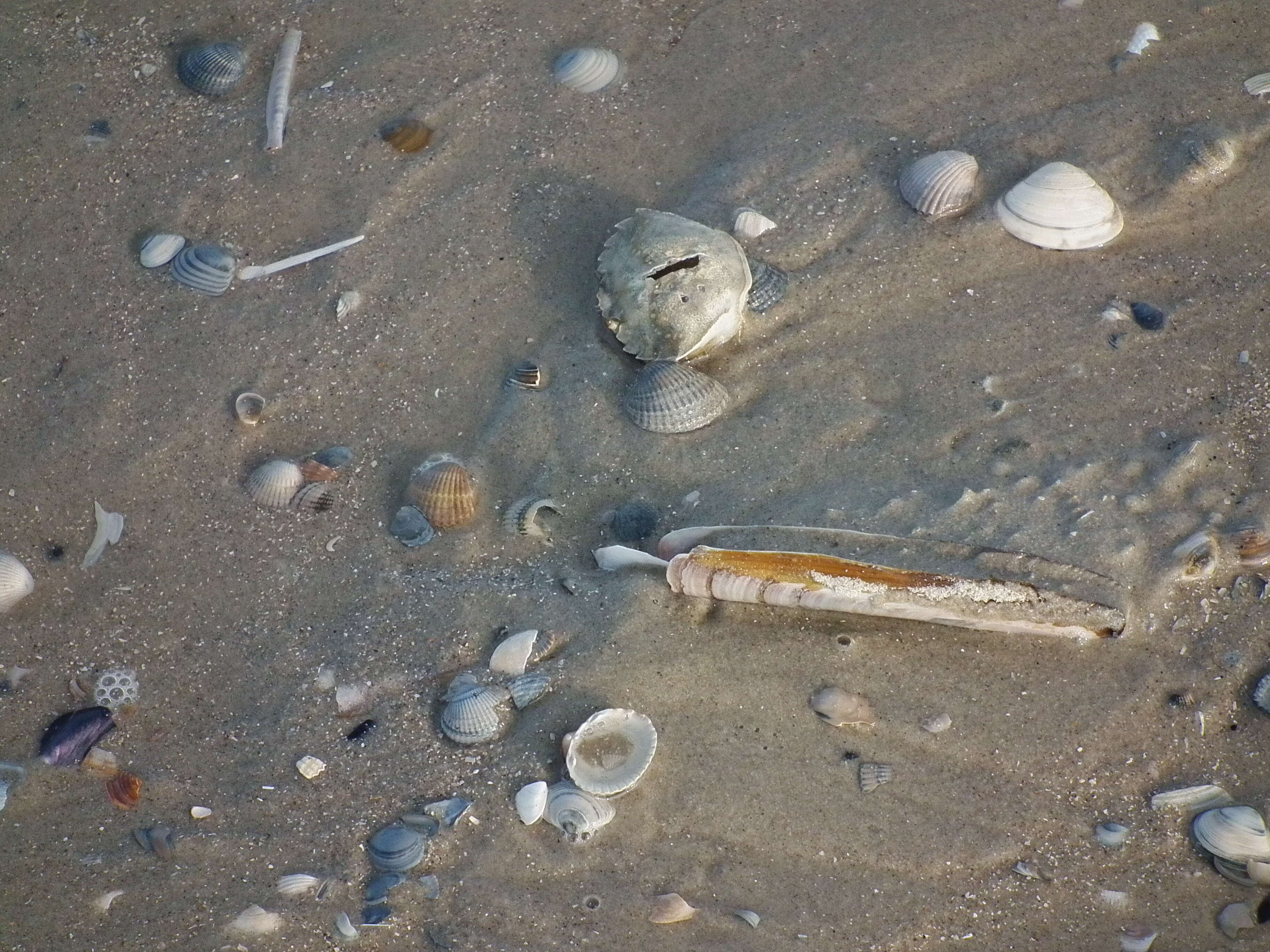 Image of Atlantic jackknife clam