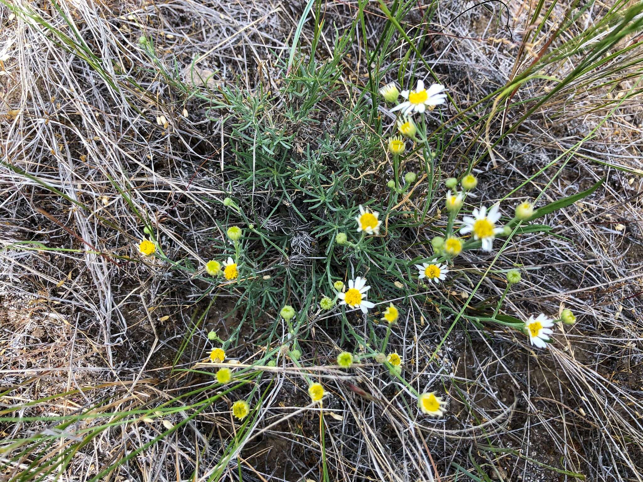 Image of threadleaf fleabane