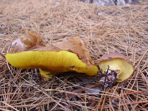 Image of Suillus collinitus (Fr.) Kuntze 1898