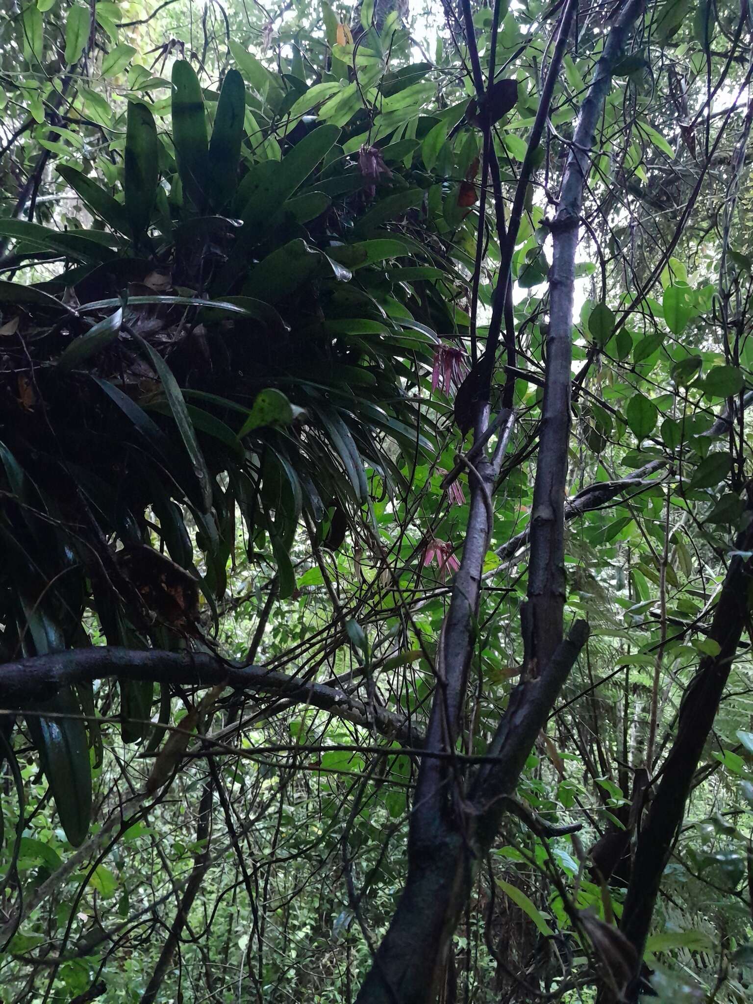 Image of Pale umbrella orchid