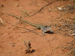 Image of Aspidoscelis tesselatus (Say 1822)