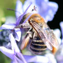 Image of Tepanec Long-horned Bee