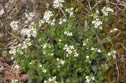 Image of early scurvygrass