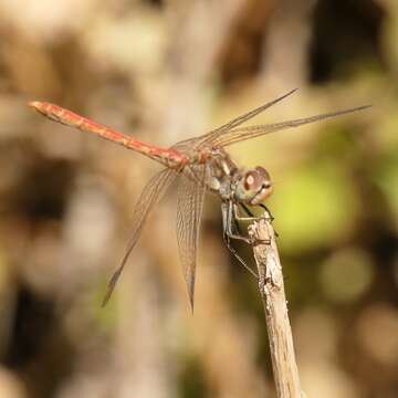 Image of Desert Darter