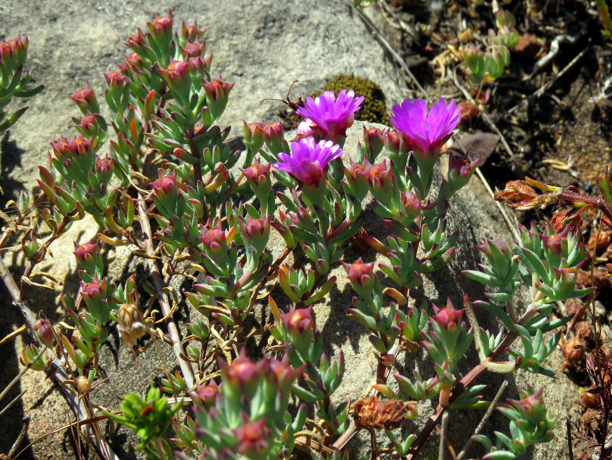 Image of Lampranthus emarginatus (L.) N. E. Br.