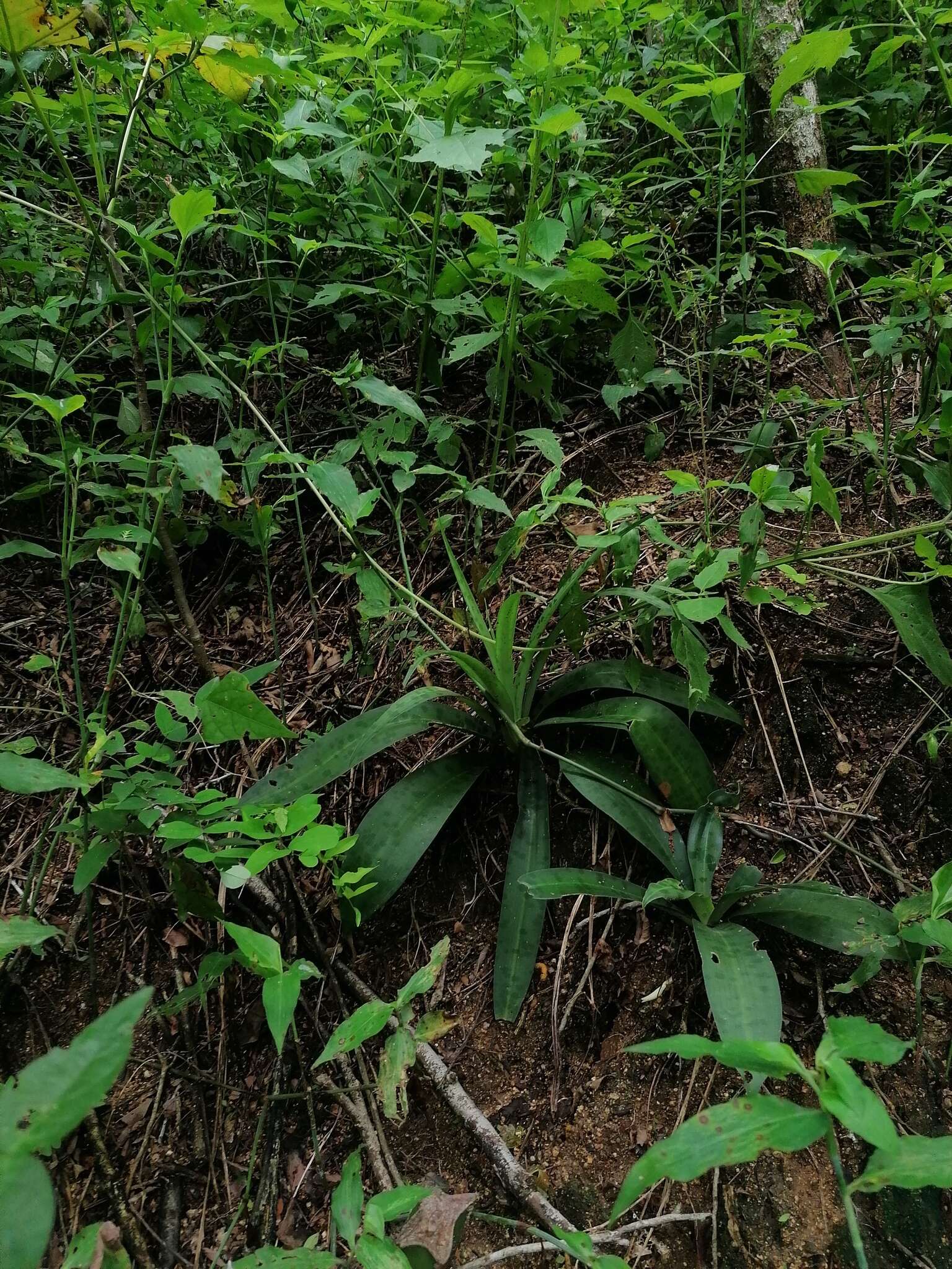 Agave littoralis (García-Mend., A. Castañeda & S. Franco) Thiede & Eggli resmi