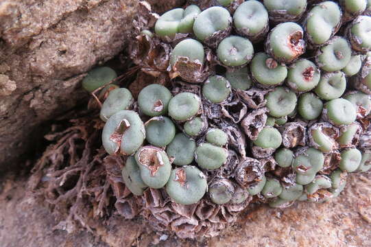 Image of Conophytum minutum var. minutum