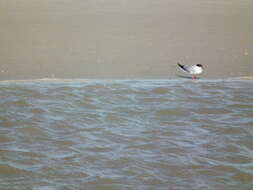 Image of Common Tern