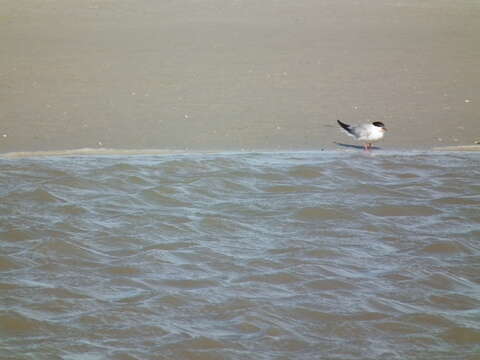 Image of Common Tern