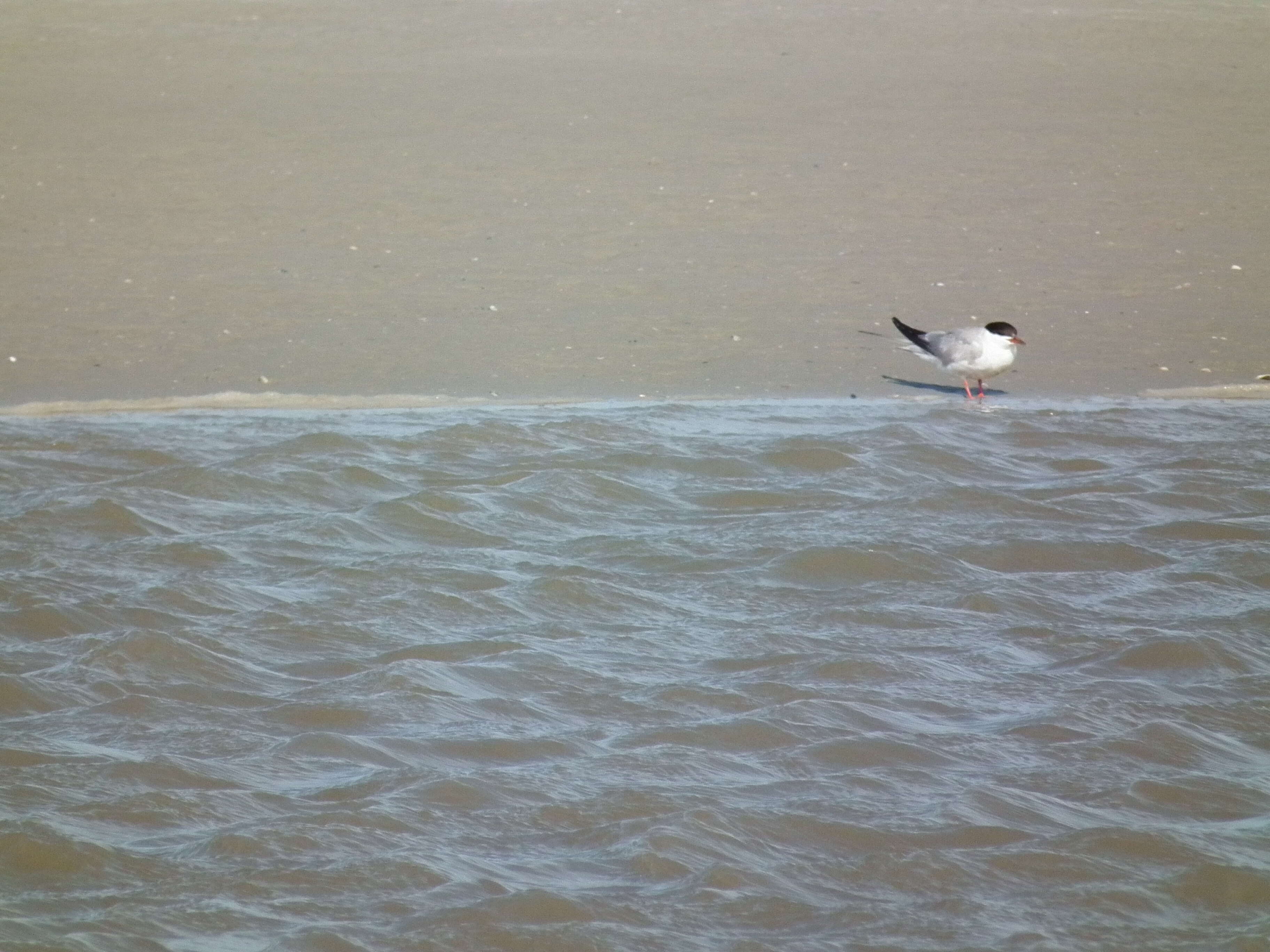 Image of Common Tern