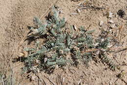 Image de Oxytropis lanata (Pall.) DC.