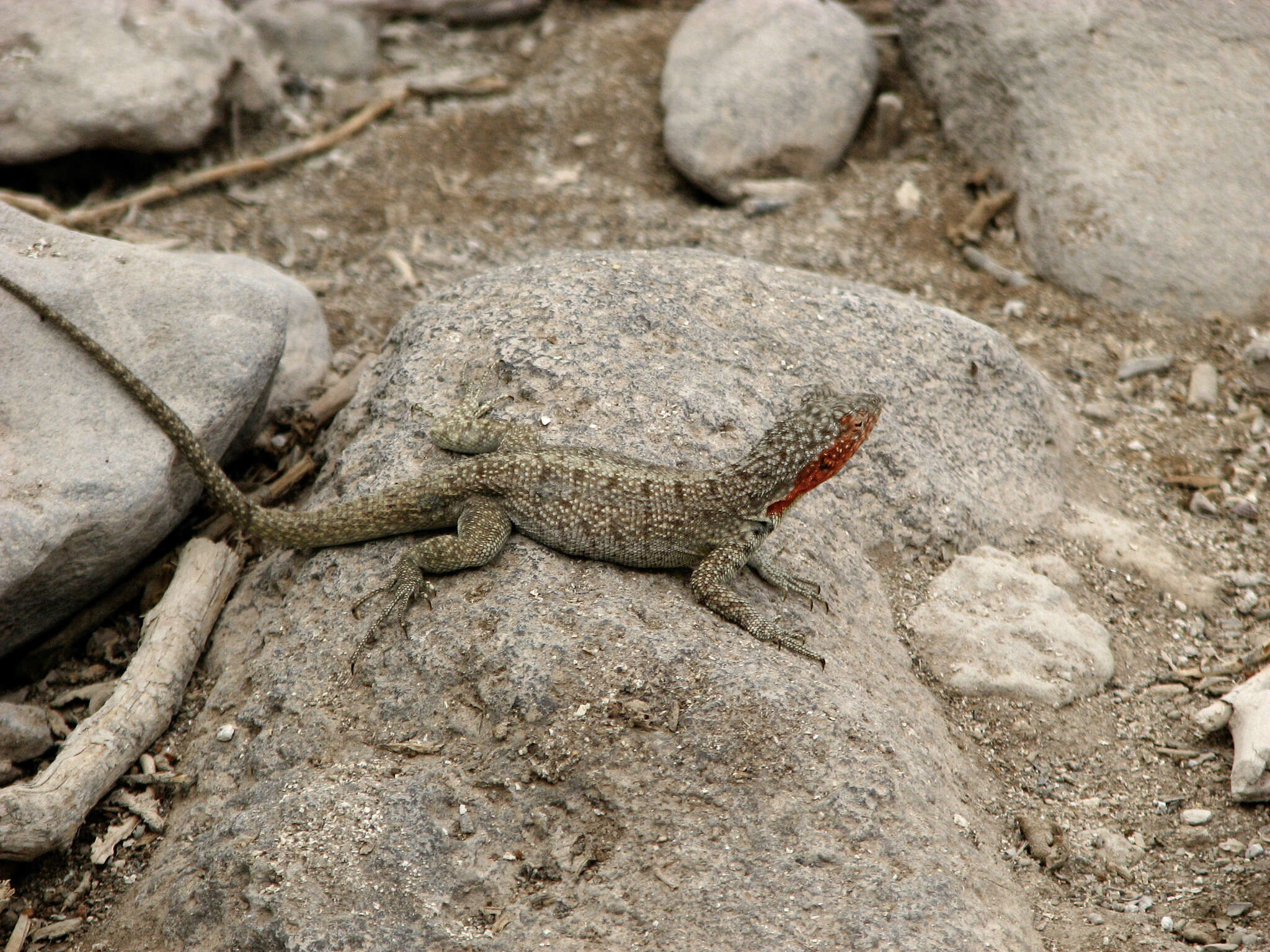 Plancia ëd Microlophus barringtonensis (Baur 1892)