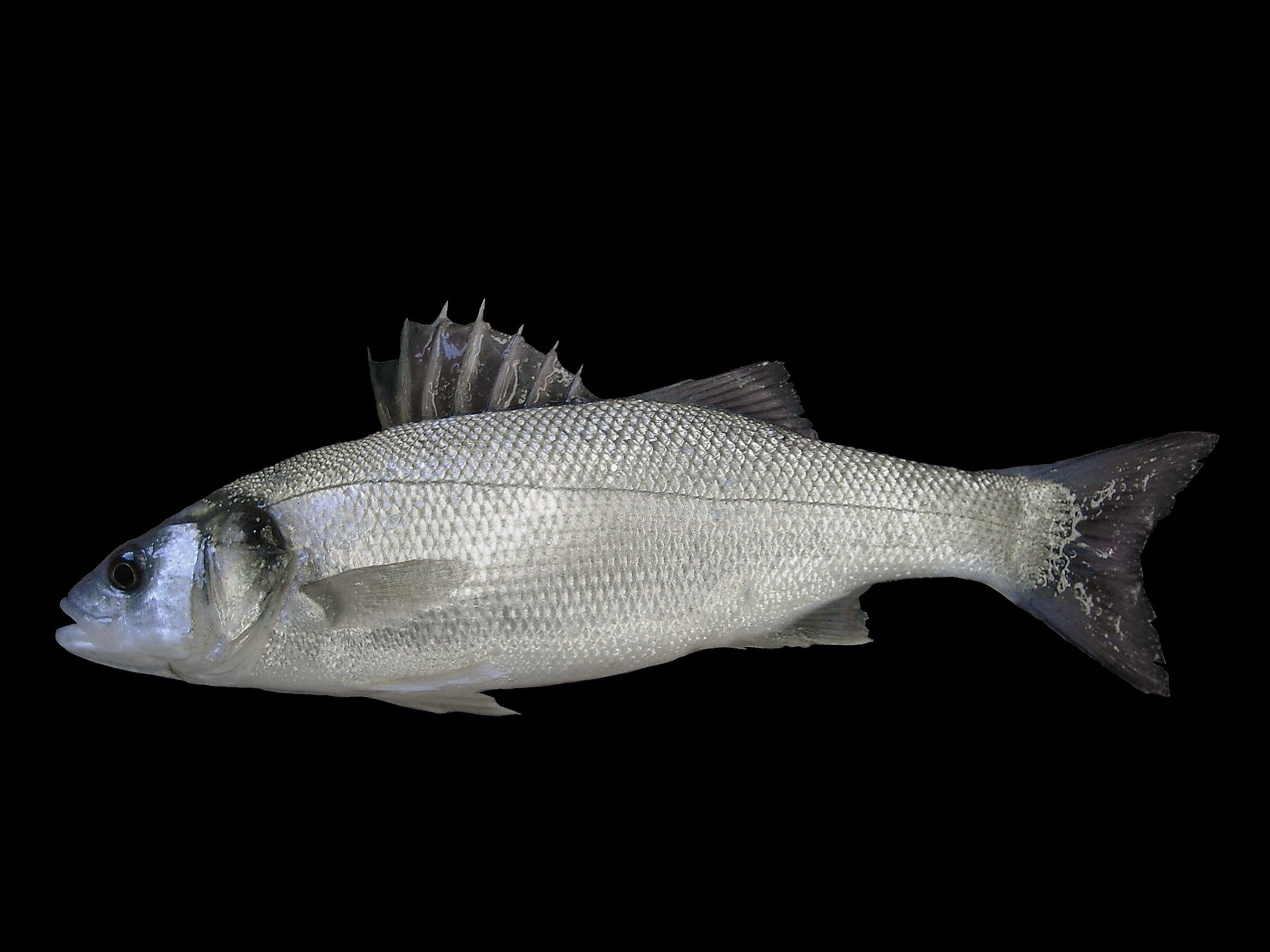 Image of Dicentrarchus