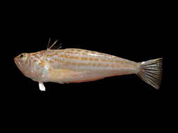 Image of Echiichthys