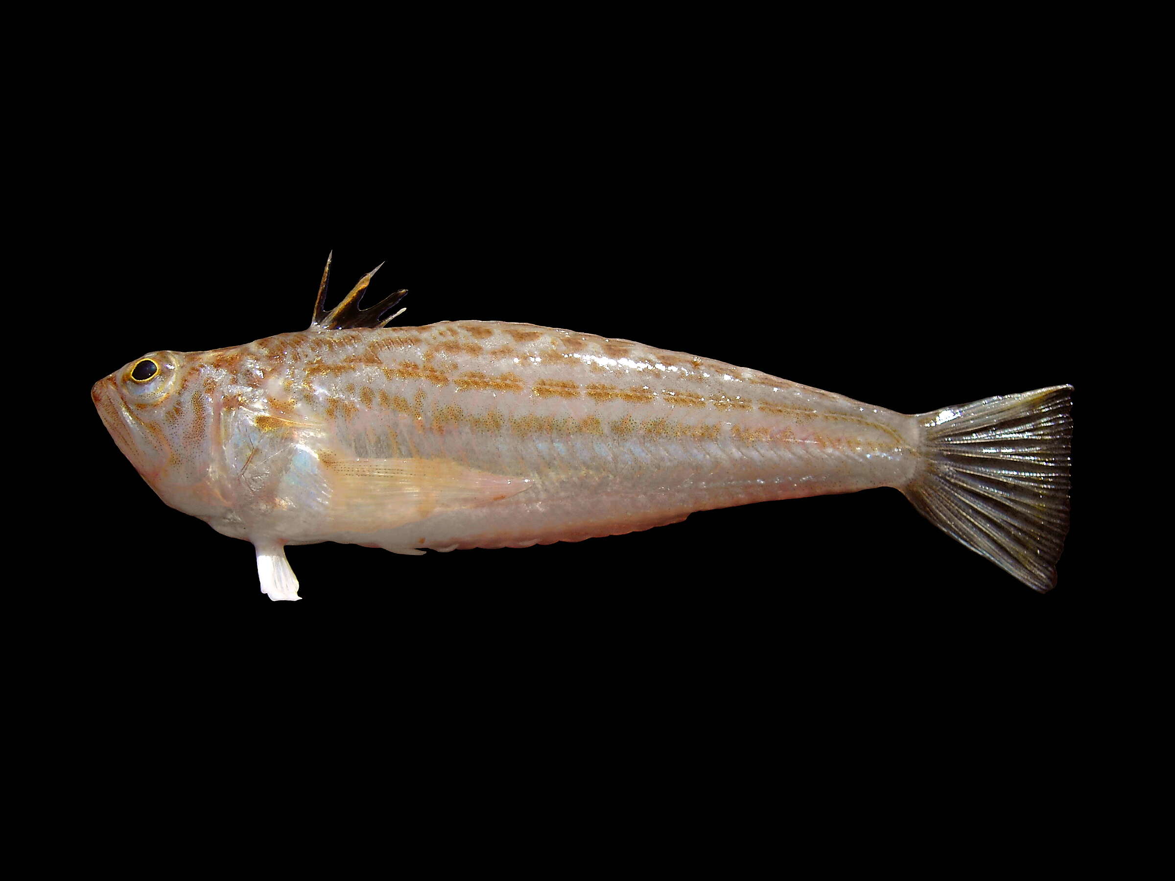 صورة Echiichthys