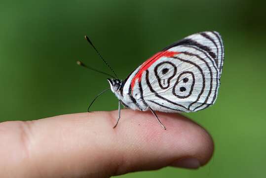 Image of Diaethria eluina Hewitson 1854