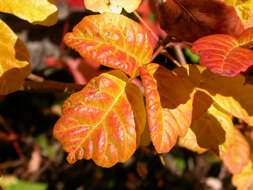 Image of Pacific poison oak