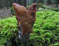 Imagem de Gyromitra infula (Schaeff.) Quél. 1886