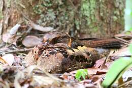 Image of Collared Nightjar